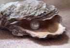 Wie entsteht ein Perlenstein in einer Auster?