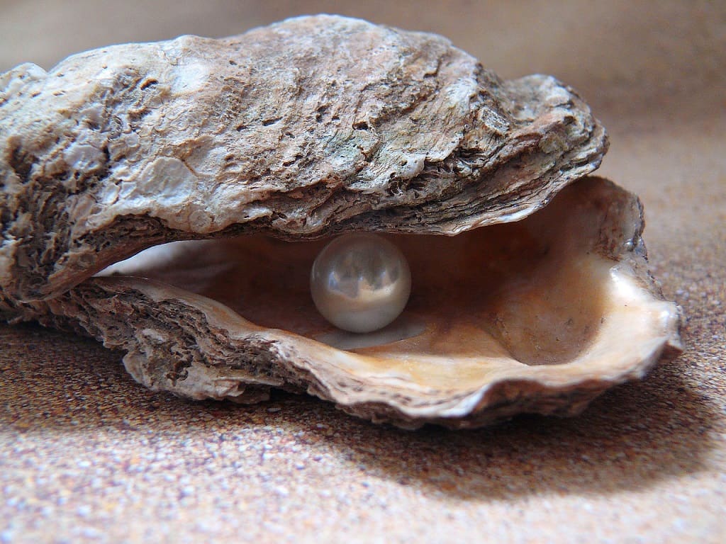 Comment se forme une perle dans une huître ?