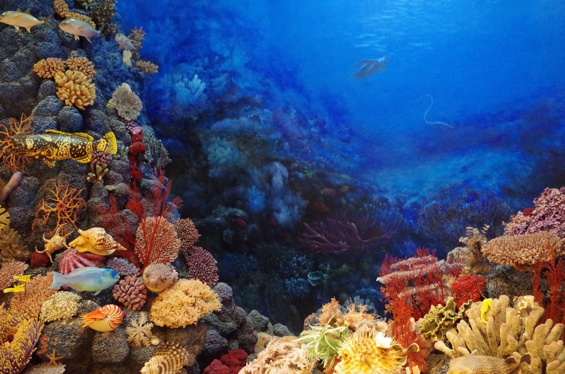 corail naturel